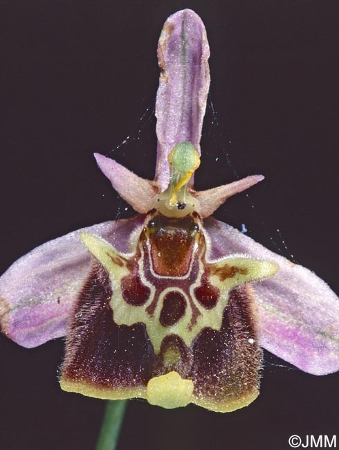 Ophrys lyciensis