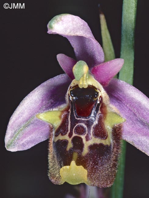 Ophrys lyciensis