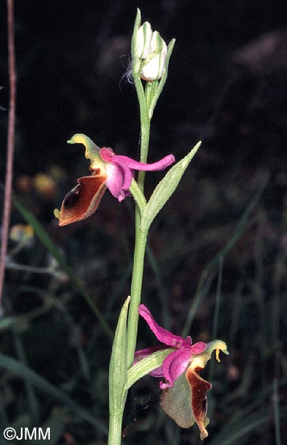 Ophrys oblita