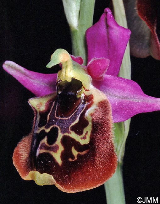 Ophrys oblita