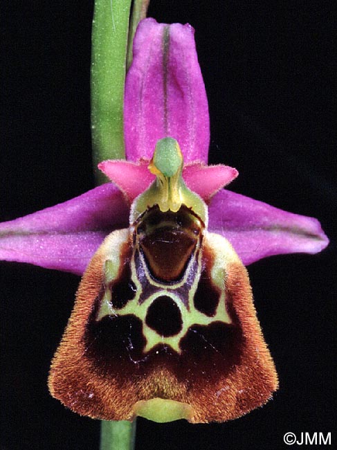 Ophrys oblita