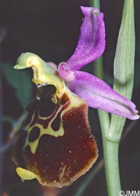 Ophrys oblita