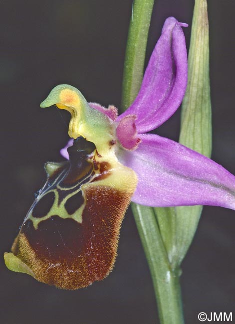 Ophrys oblita