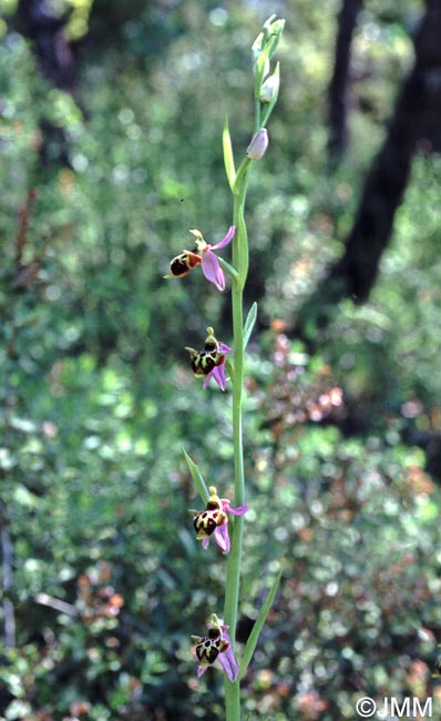 Ophrys phrygia