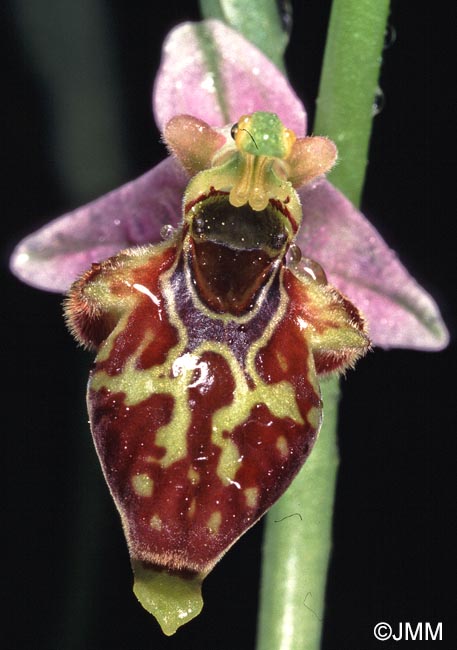 Ophrys phrygia