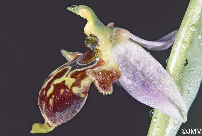 Ophrys phrygia