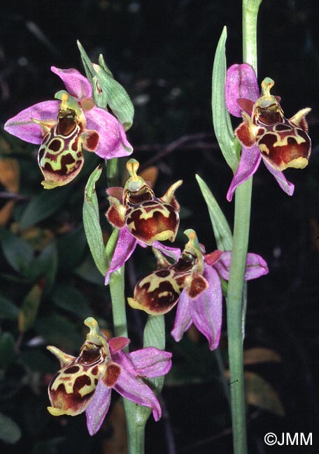 Ophrys phrygia