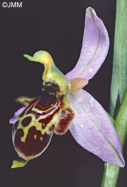 Ophrys phrygia