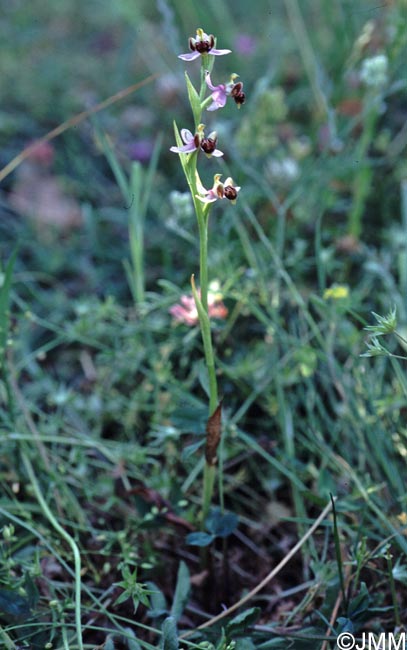 Ophrys schulzei