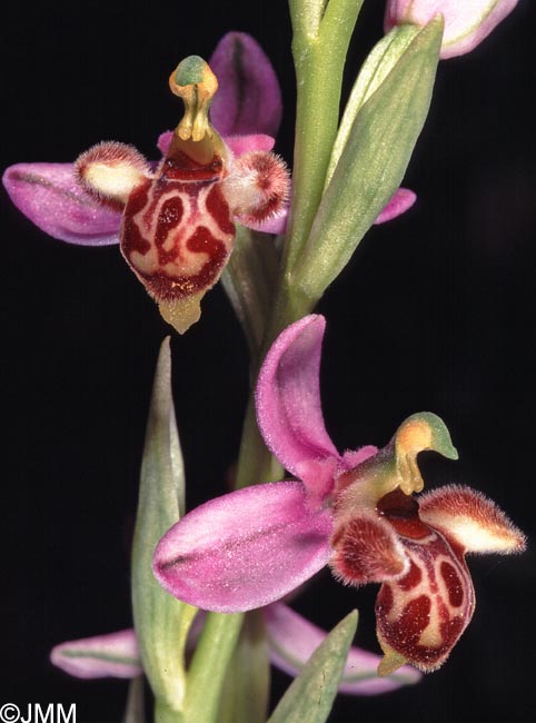 Ophrys schulzei