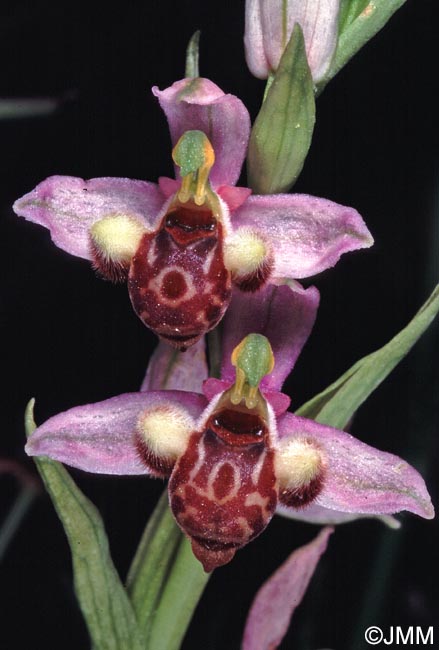 Ophrys schulzei