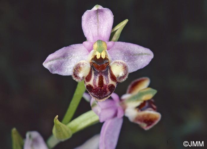 Ophrys schulzei