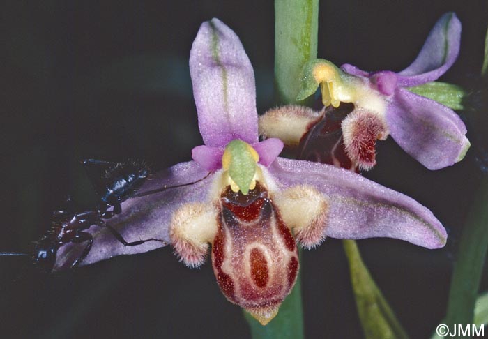 Ophrys schulzei