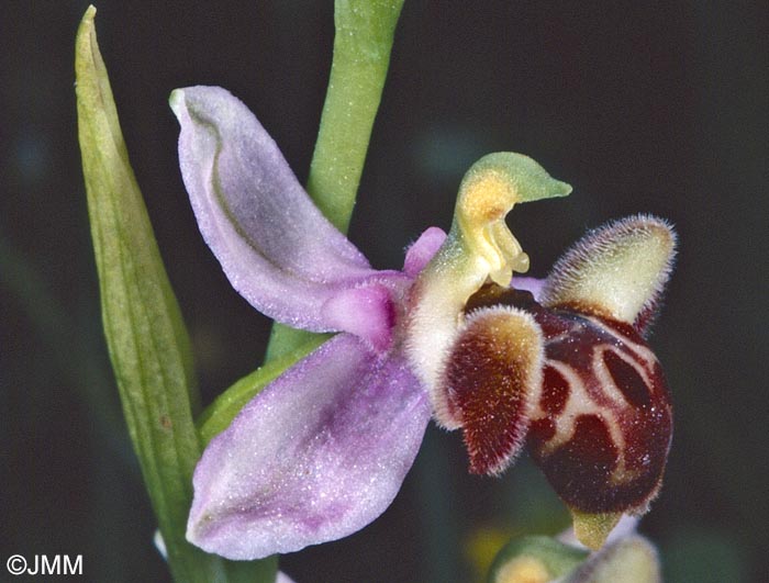 Ophrys schulzei