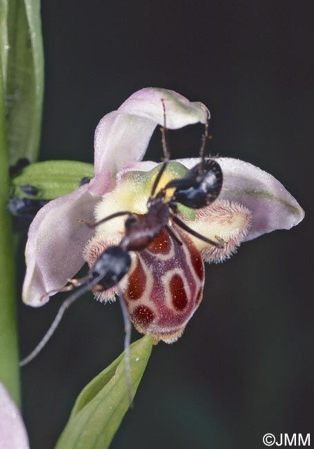 Ophrys schulzei