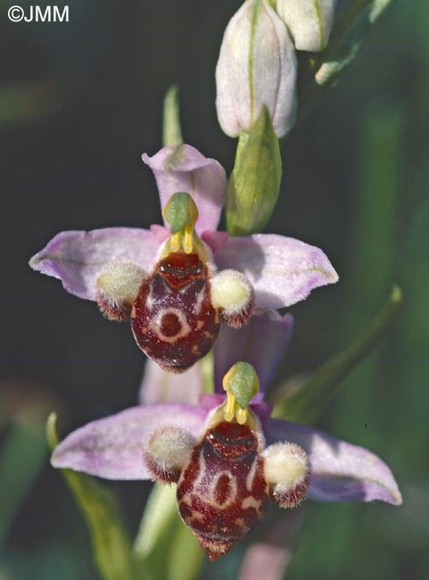 Ophrys schulzei