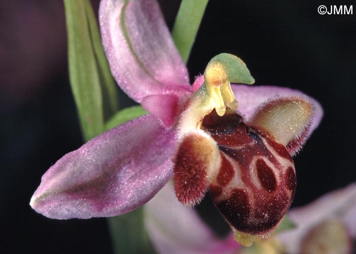 Ophrys schulzei