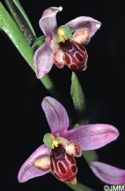 Ophrys schulzei