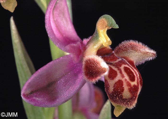 Ophrys schulzei
