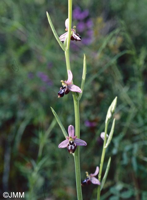 Ophrys straussii