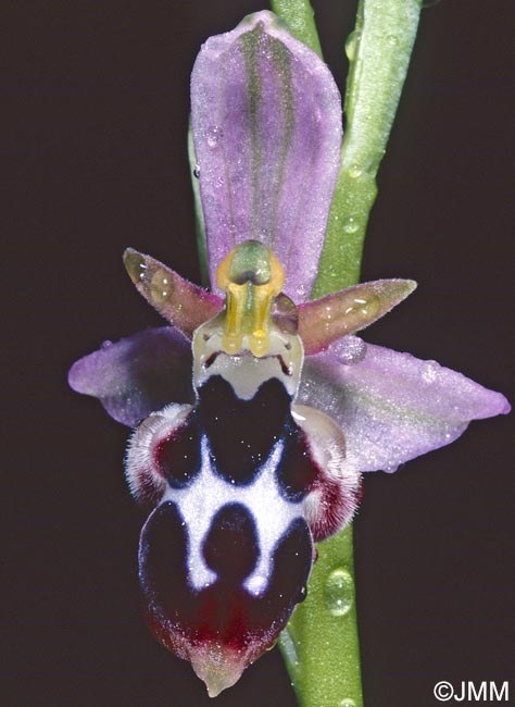 Ophrys straussii