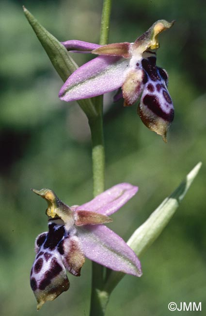 Ophrys straussii