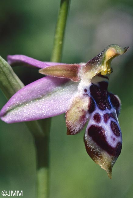 Ophrys straussii