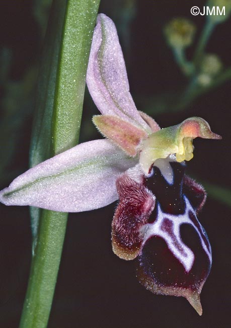 Ophrys straussii