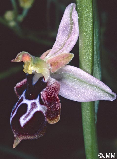 Ophrys straussii