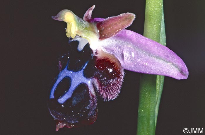 Ophrys straussii