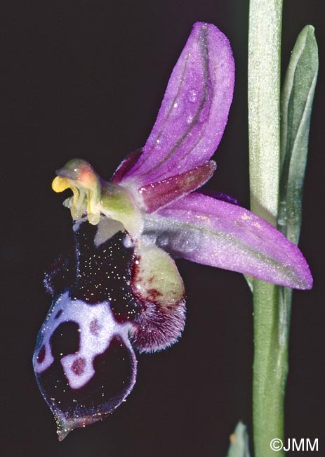 Ophrys straussii
