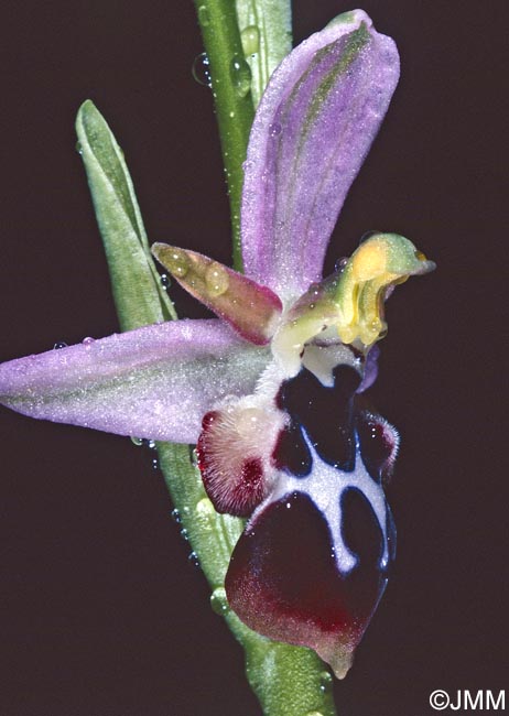 Ophrys straussii