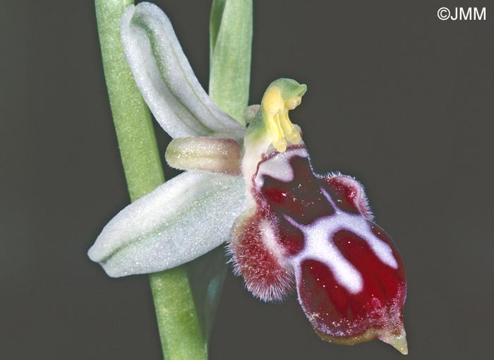 Ophrys straussii