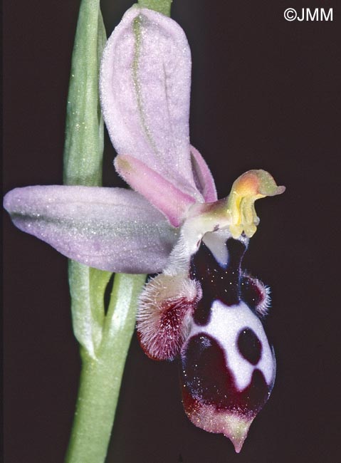Ophrys straussii var. leucotaenia