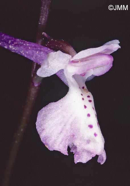 Orchis anatolica = Androrchis anatolica