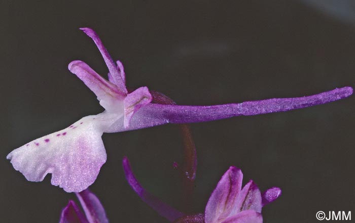 Orchis anatolica = Androrchis anatolica