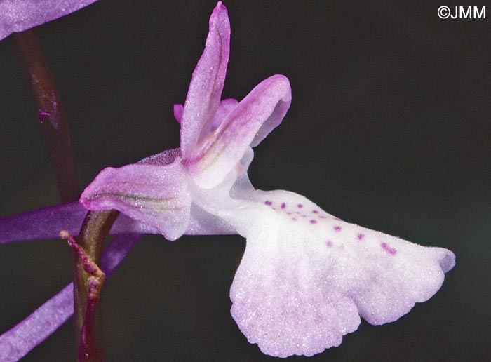 Orchis anatolica = Androrchis anatolica