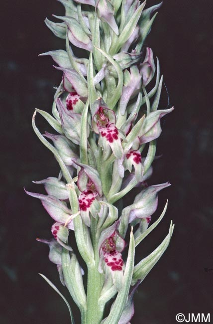 Orchis fragrans = Anteriorchis fragrans = Anacamptis coriophora subsp. fragrans = Anteriorchis fragrans = Anacamptis fragrans