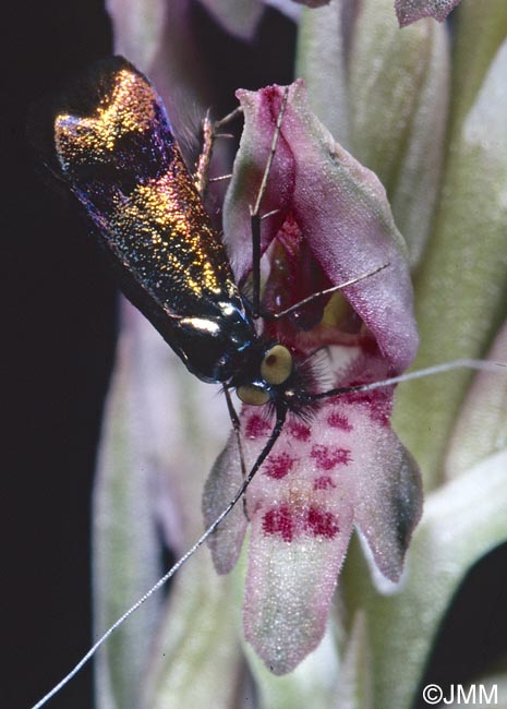 Orchis fragrans = Anteriorchis fragrans = Anacamptis coriophora subsp. fragrans = Anteriorchis fragrans = Anacamptis fragrans