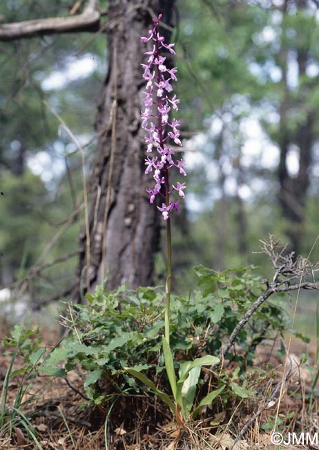 Orchis pinetorum = Androrchis pinetorum