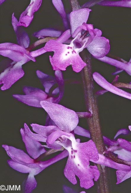 Orchis pinetorum = Androrchis pinetorum