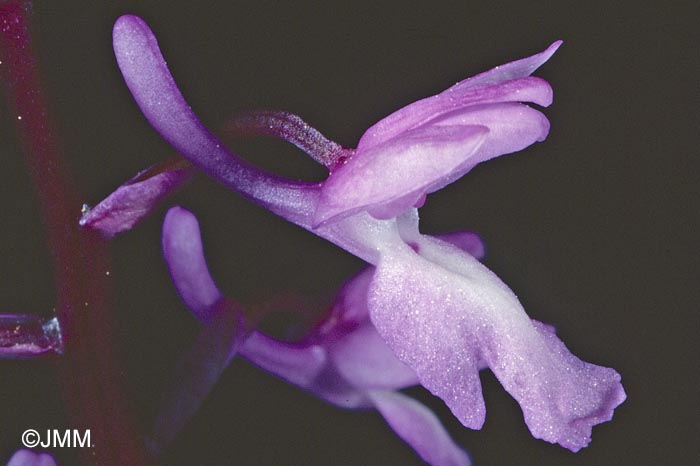 Orchis pinetorum = Androrchis pinetorum