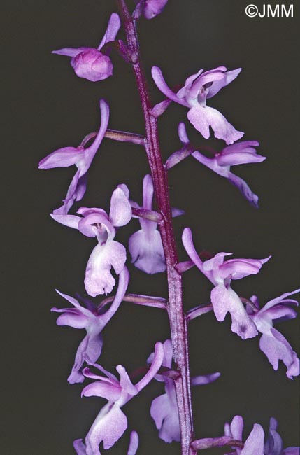 Orchis pinetorum = Androrchis pinetorum