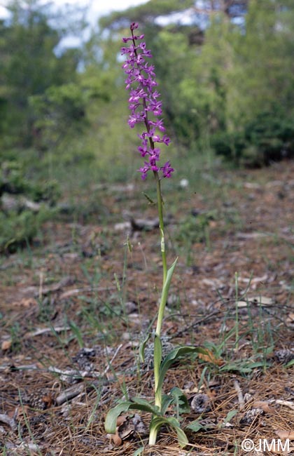 Orchis pinetorum = Androrchis pinetorum