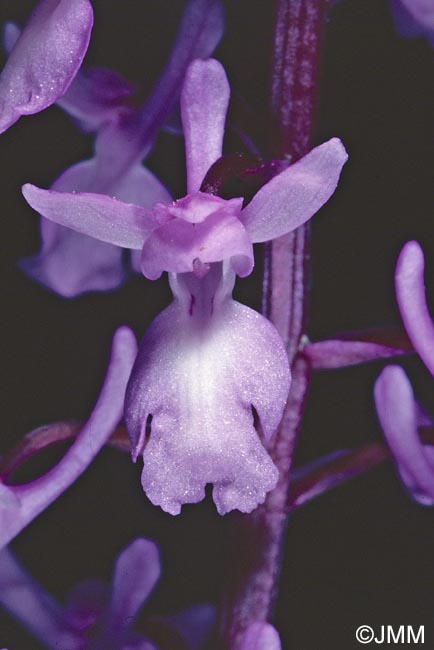 Orchis pinetorum = Androrchis pinetorum