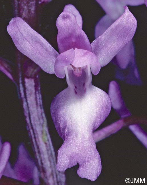 Orchis pinetorum = Androrchis pinetorum