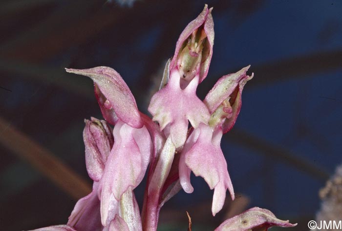 Orchis sancta = Anteriorchis sancta = Anacamptis santa