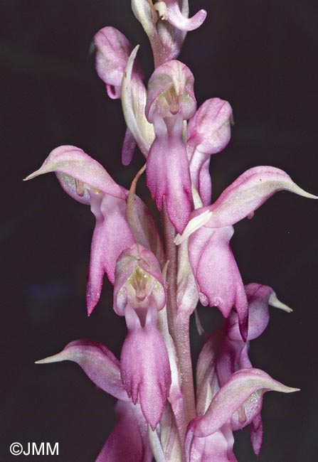 Orchis sancta = Anteriorchis sancta = Anacamptis santa