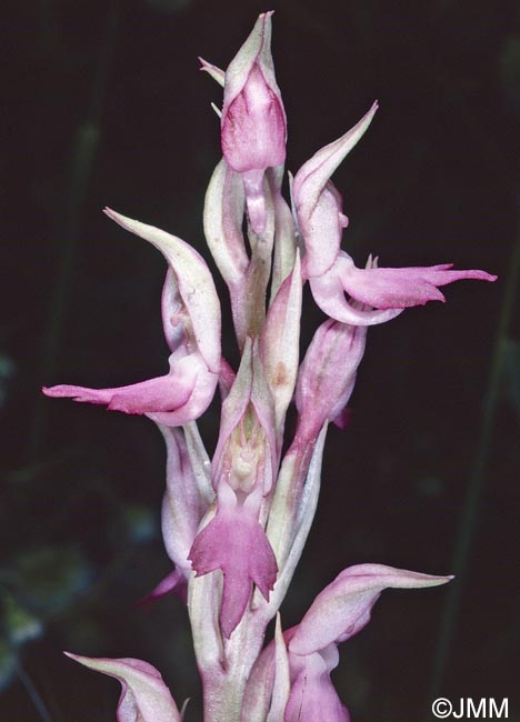 Orchis sancta = Anteriorchis sancta = Anacamptis santa