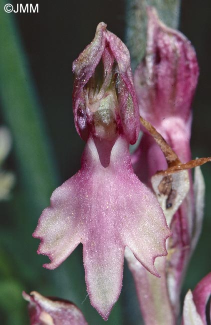 Orchis sancta = Anteriorchis sancta = Anacamptis santa